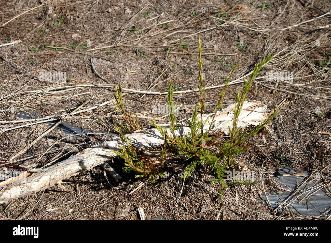 Ade 279 australischen Teebaum Sämling (Melaleuca Alternifolia) Stockfoto