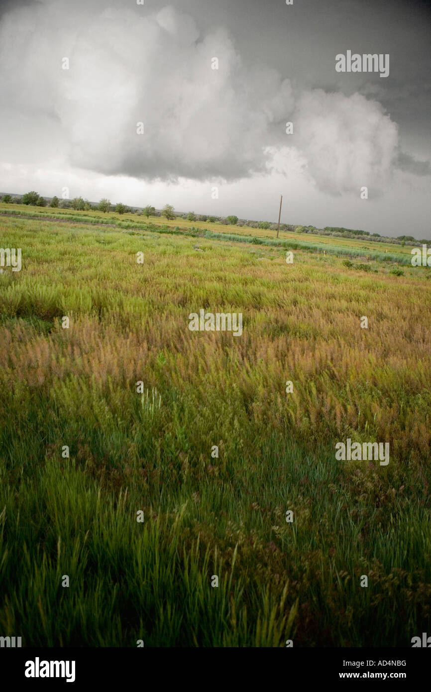 Gewitterwolken über einem Feld Stockfoto
