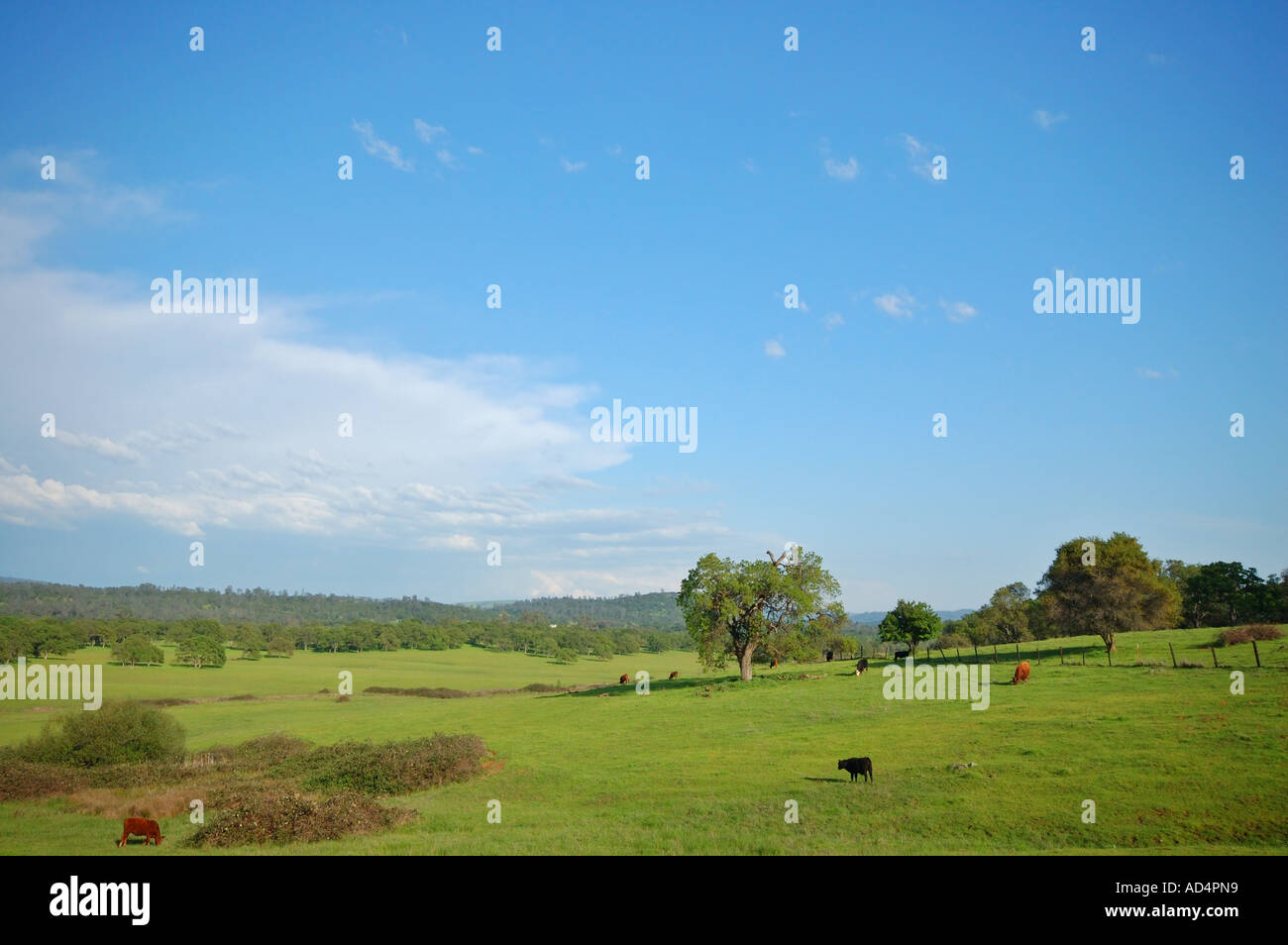 Frühlings-Landschaft in der Nähe von Yuba City Kalifornien Stockfoto