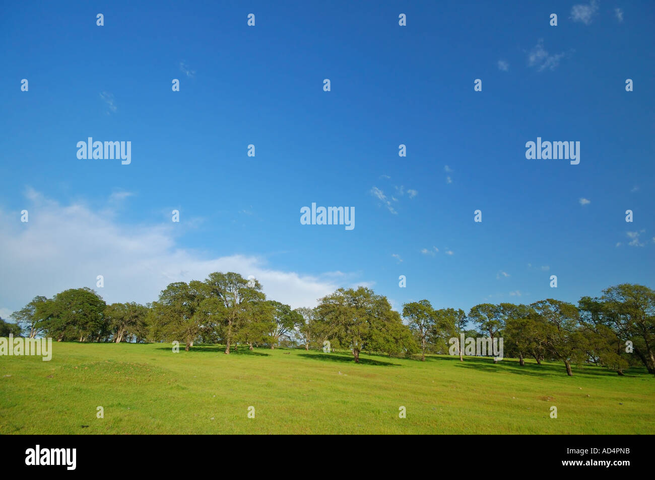 Frühlings-Landschaft in der Nähe von Yuba City Kalifornien Stockfoto