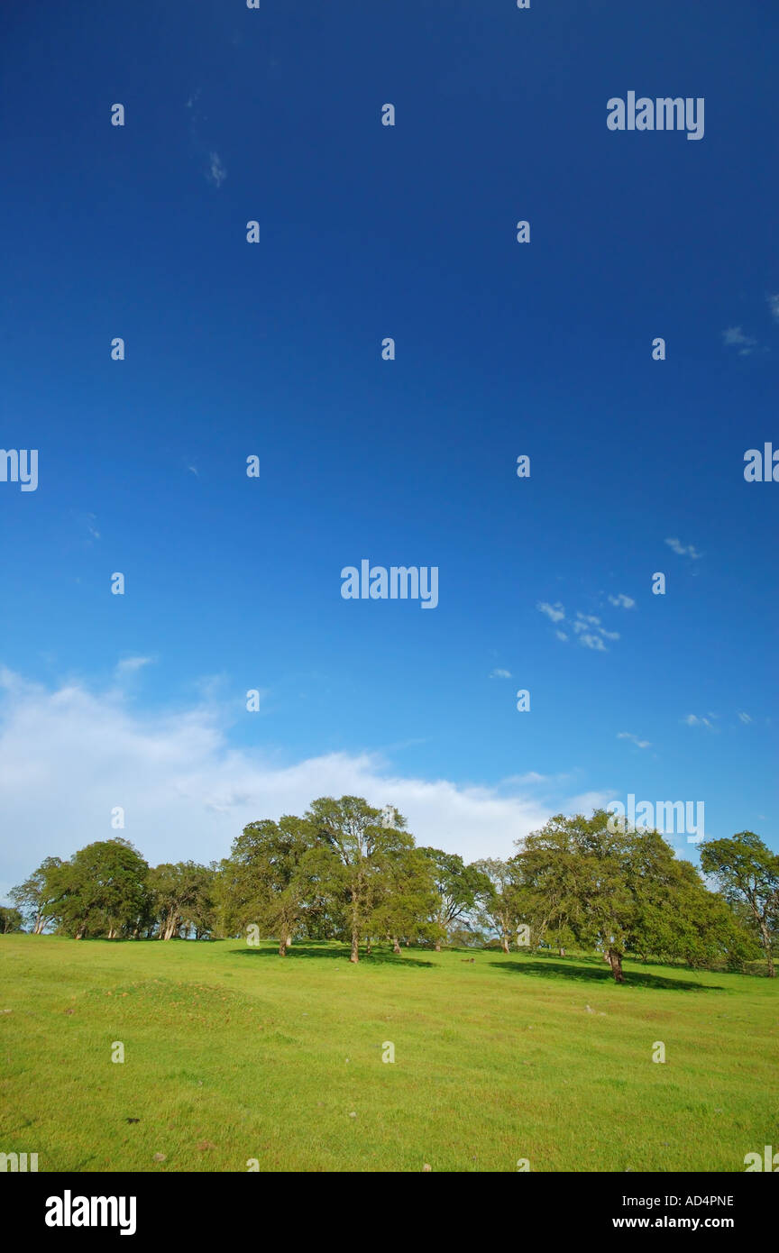 Frühling Landschaft in der Nähe von Yuba City Kalifornien Stockfoto