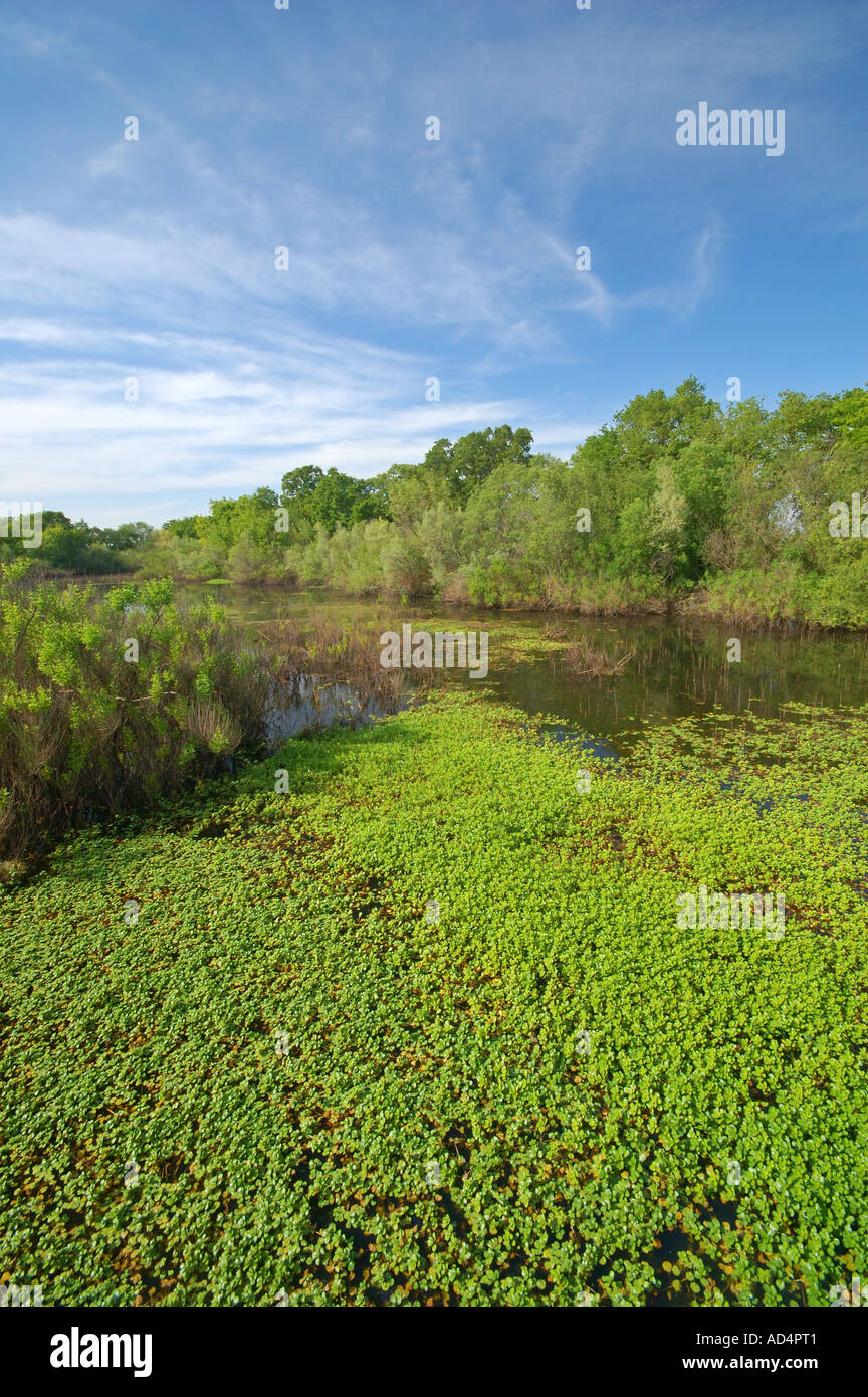 Feuchtgebiete in der Nähe von Cosumnes River Naturschutzgebiet in der Nähe von Elk Grove, Kalifornien Stockfoto