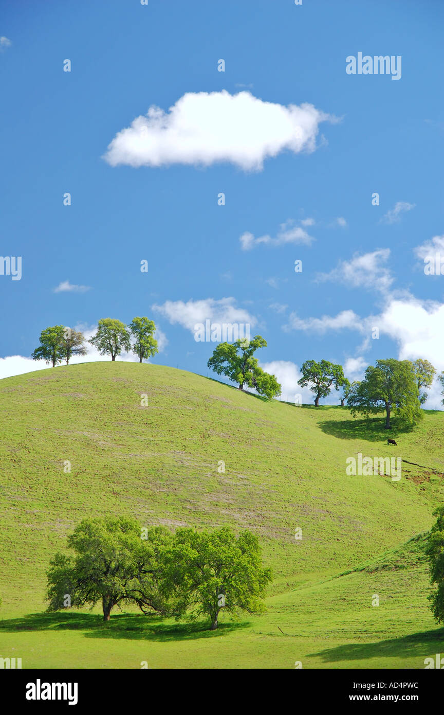 Frühling Landschaft in der Nähe von Yuba City Kalifornien Stockfoto