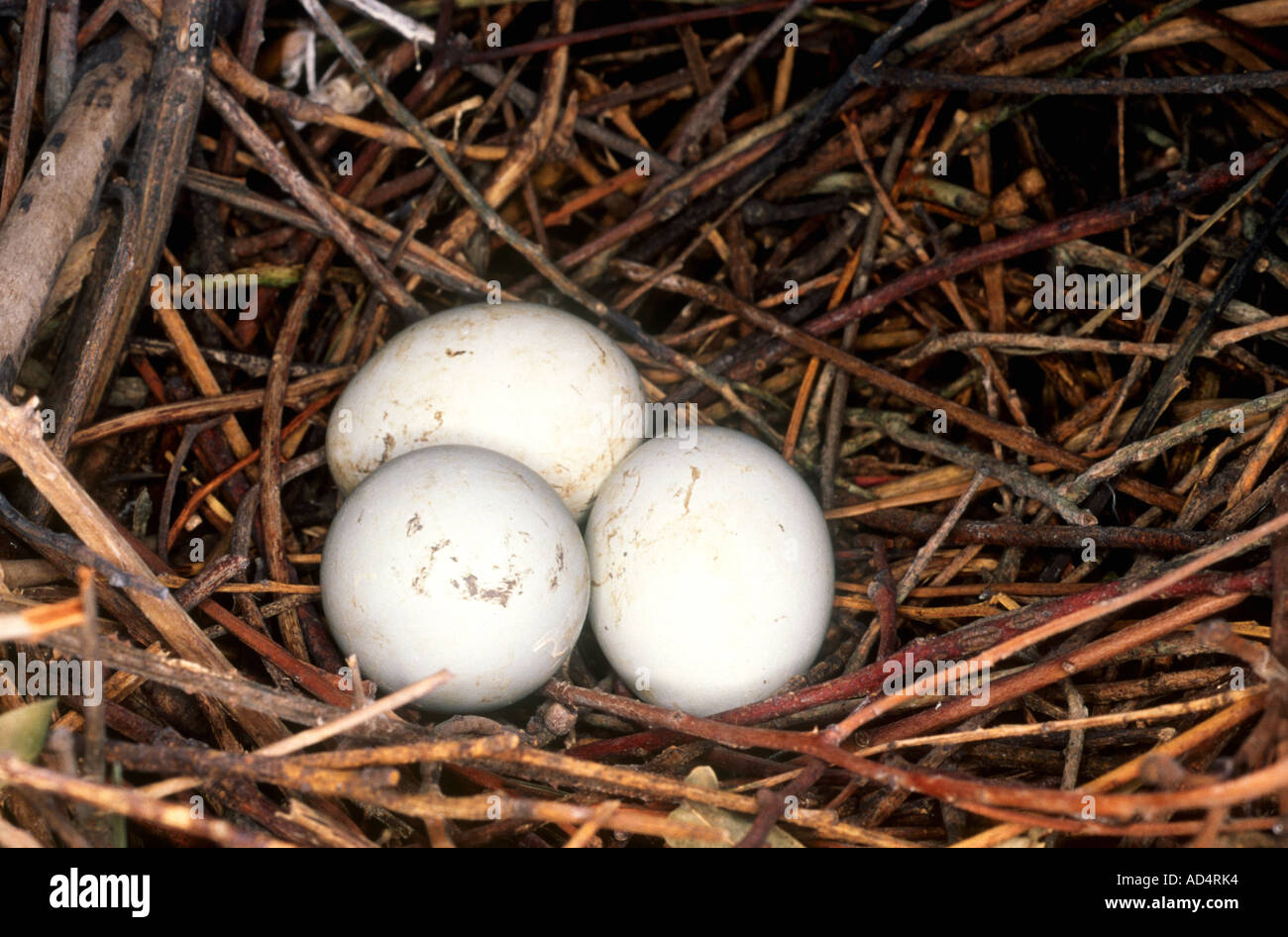 Nisten Sie mit drei Eiern von Bubulcus ibis, früher Ardeola ibis. Stockfoto