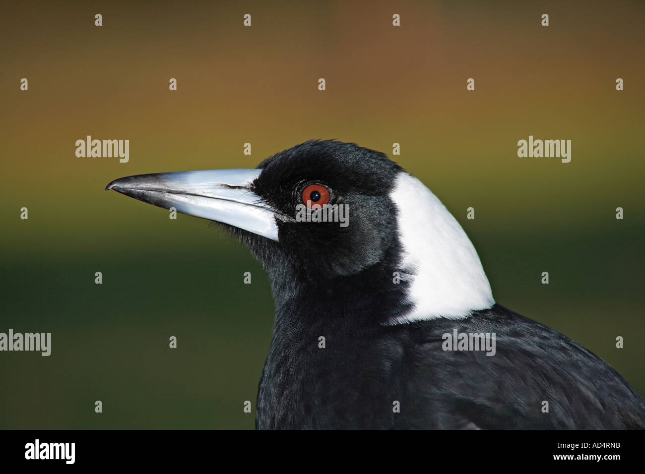 Australische Magpie, Cracticus Tibicen, zuvor Gymnorhina tibicen Stockfoto