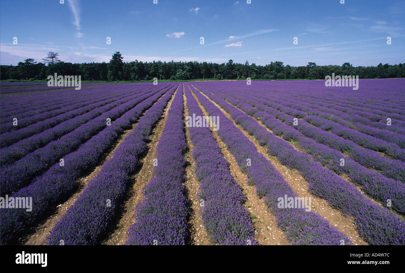 Lavendelfelder auf Sandringham Estate Norfolk Stockfoto