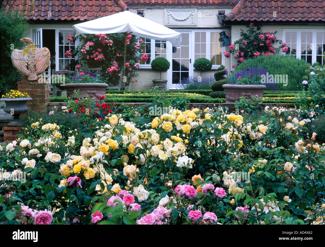 Kettle Hill 6 Rose Garten Terrasse Stockfoto Bild 4344417 Alamy