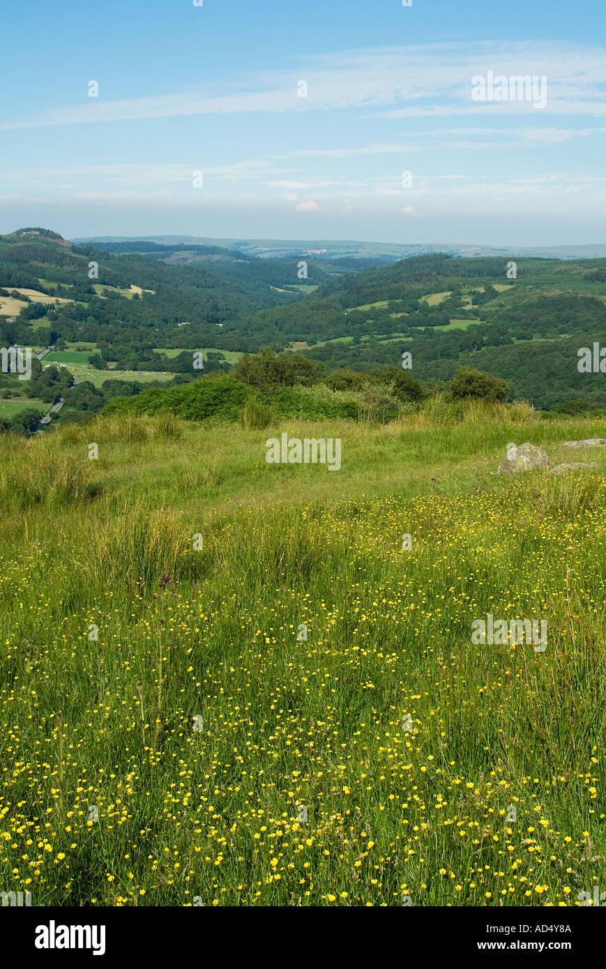 Hochland Wiese mit Blumen in Nord-Wales Stockfoto