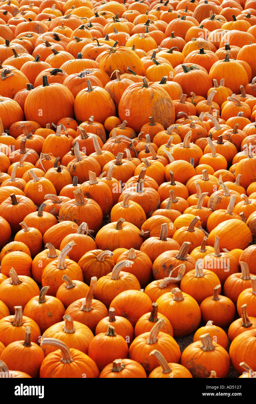 Hintergrund der Herbst Kürbisse Stockfoto
