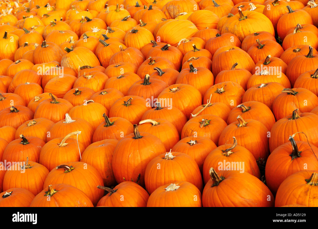 Hintergrund der Herbst Kürbisse Stockfoto