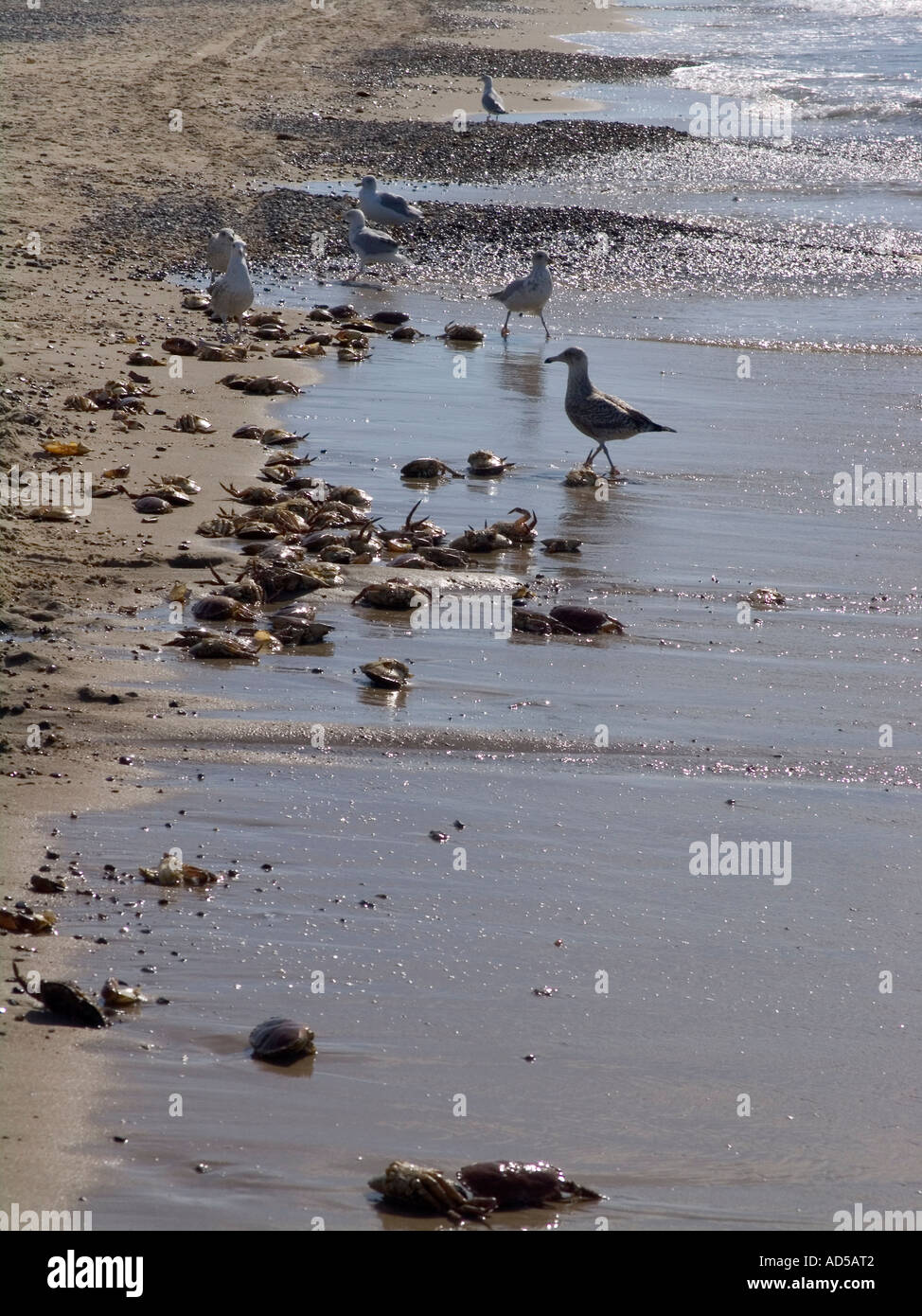 Möwen fressen Tote Krabben links durch Crabfishers Agger westlichen Jütland Dänemark Stockfoto