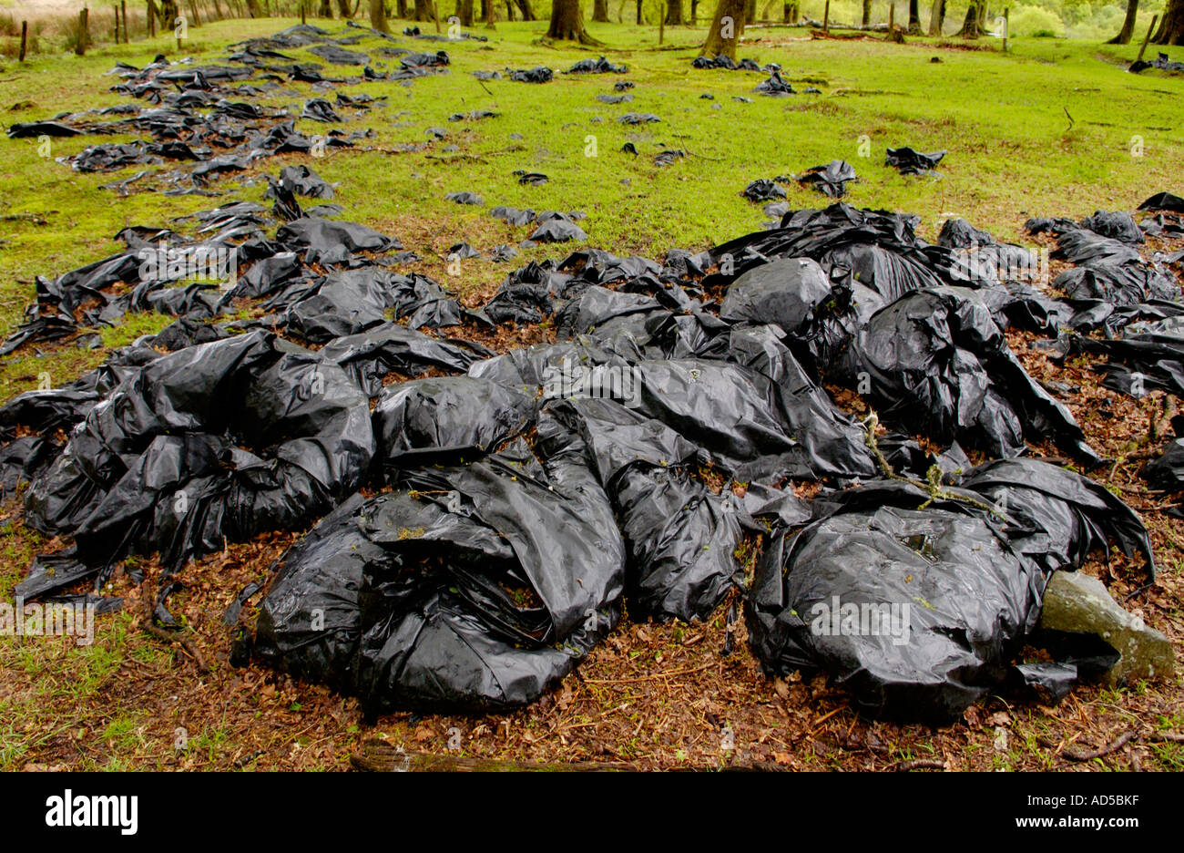 Schwarzer Kunststoff Silage Taschen gedumpten auf Ackerland in der Nähe von Pontneddfechan South Wales UK gesehen auf die Wasserfall-Wanderung Stockfoto