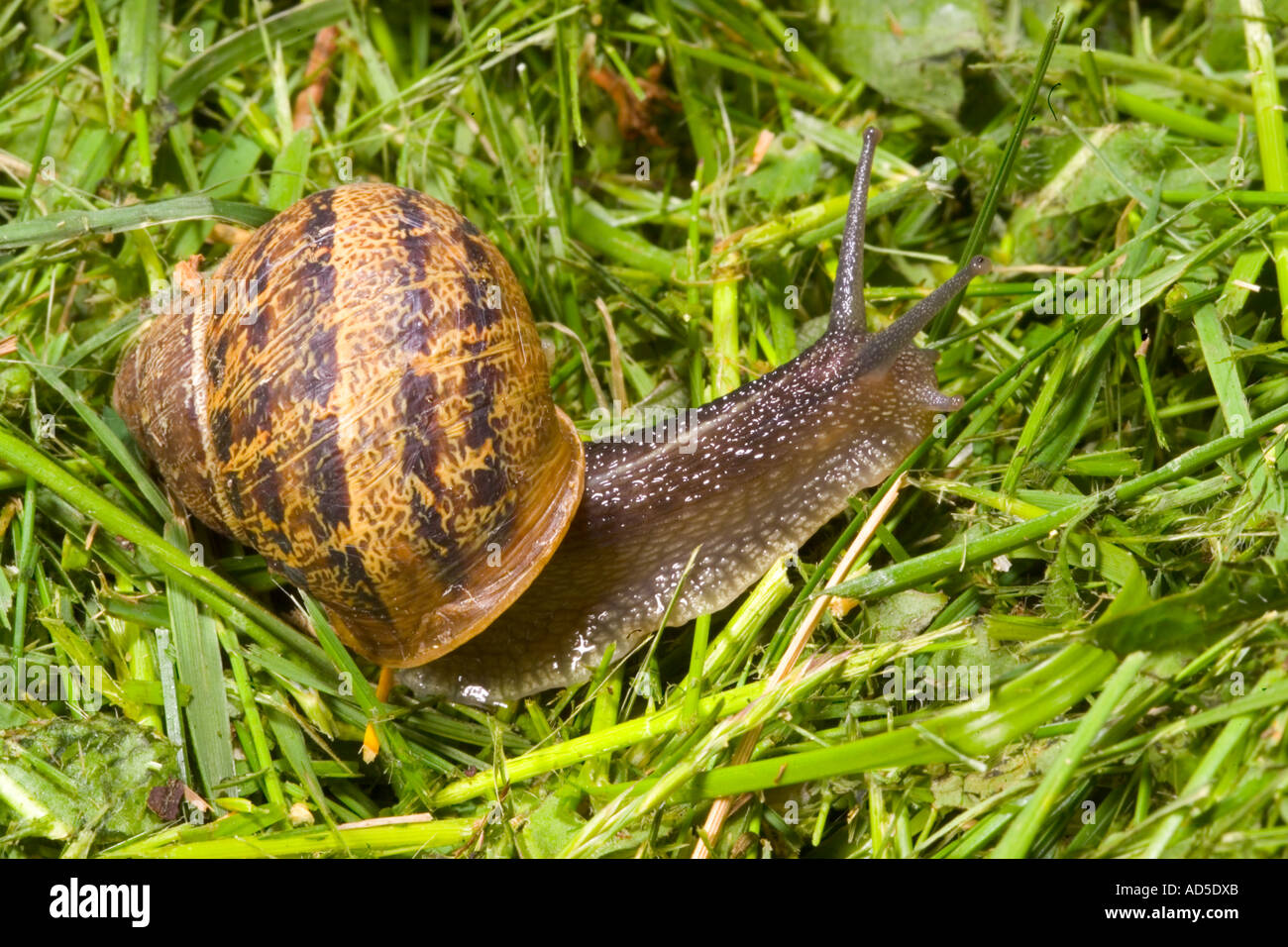 Schnecke auf Rasen Stockfoto