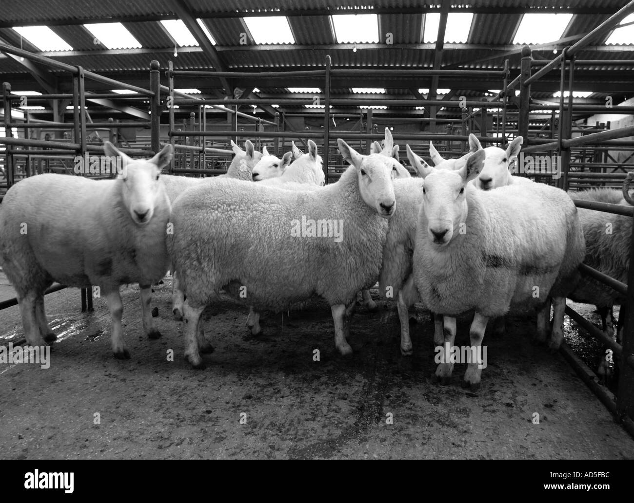 Schwarz und weiß. North Country Cheviot Tups auf Auktion Bauernmarkt Stockfoto