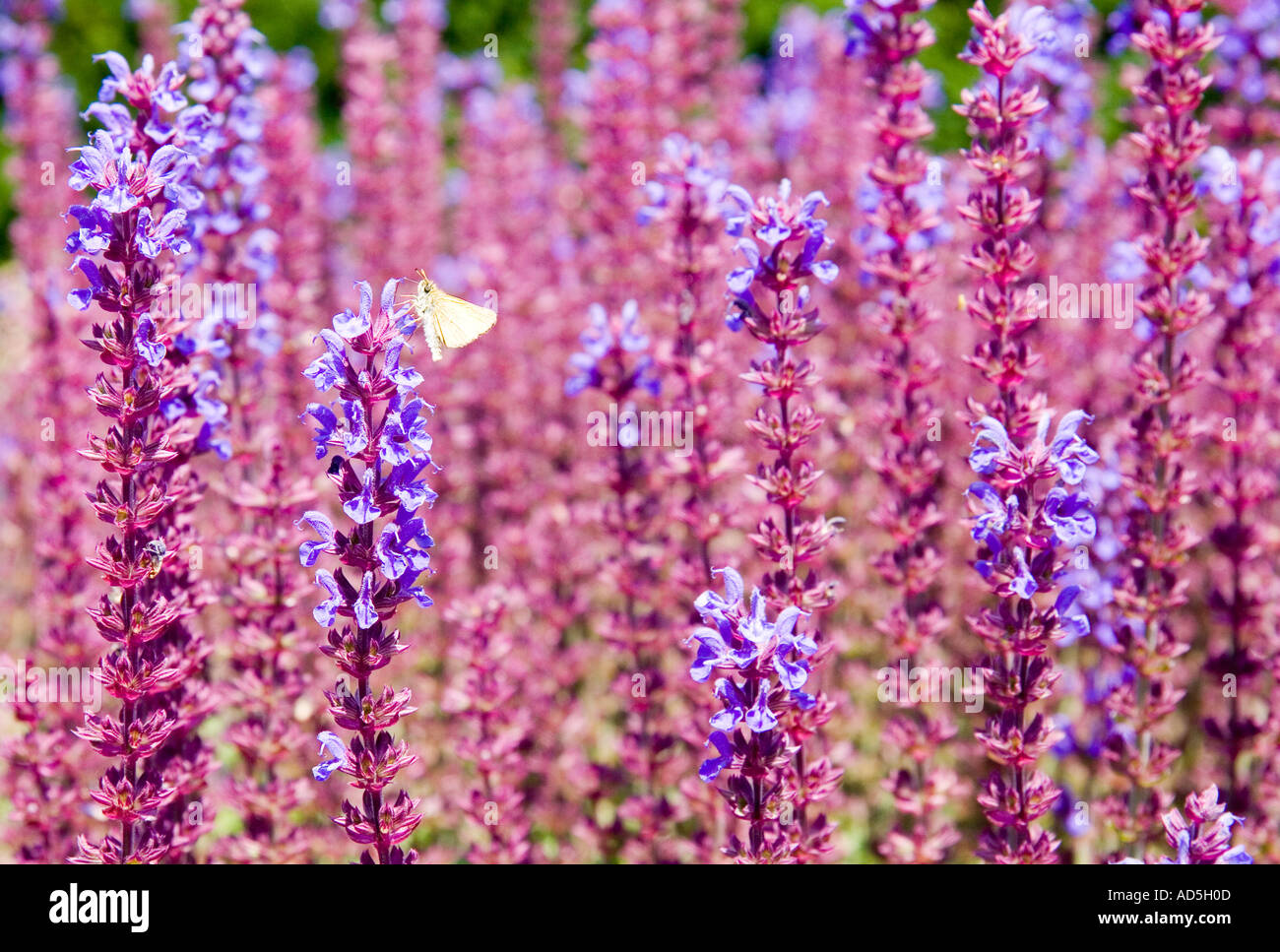 Schmetterling auf Blumen Waterperry Gärten Stockfoto