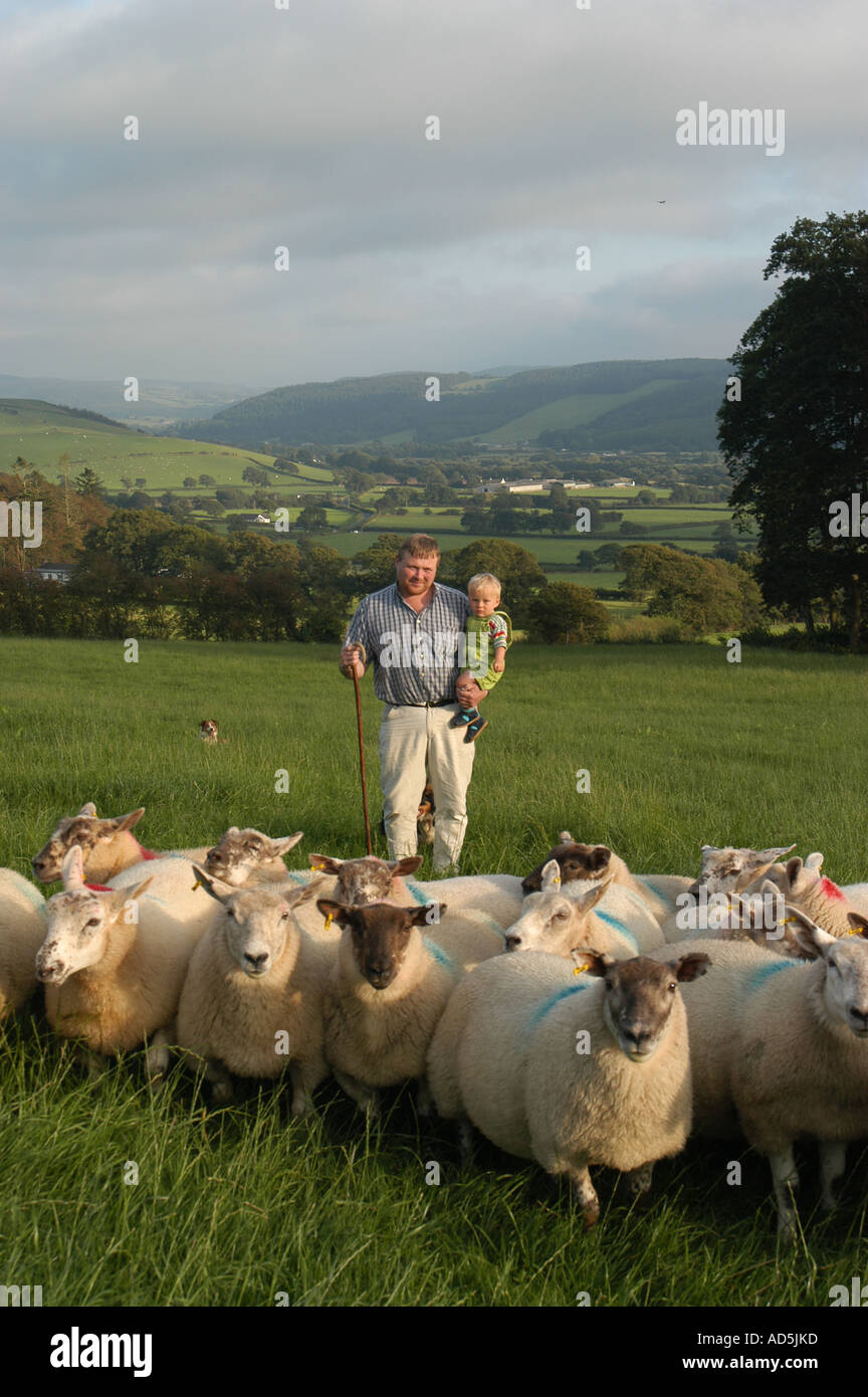 Ein Waliser Hügel Bauer und seinem kleinen Sohn mit Herde Schafe stehen in einem Feld in das Ystwyth-Tal in der Nähe von Aberystwyth Wales UK Stockfoto