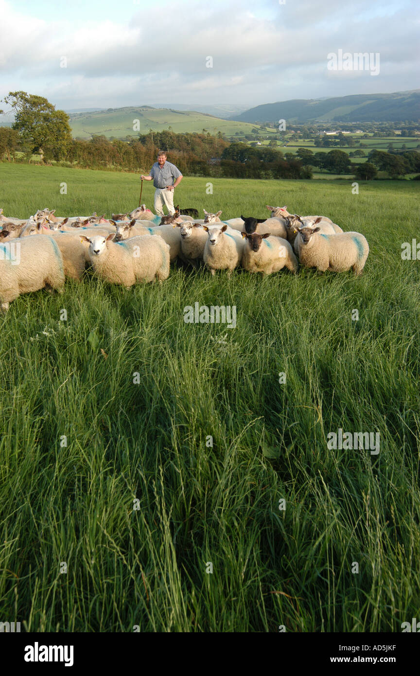 Bauer auf seinem Gebiet mit einer Schafherde marktreif, Ystwyth Tal in der Nähe von Aberystwyth, wales UK Stockfoto