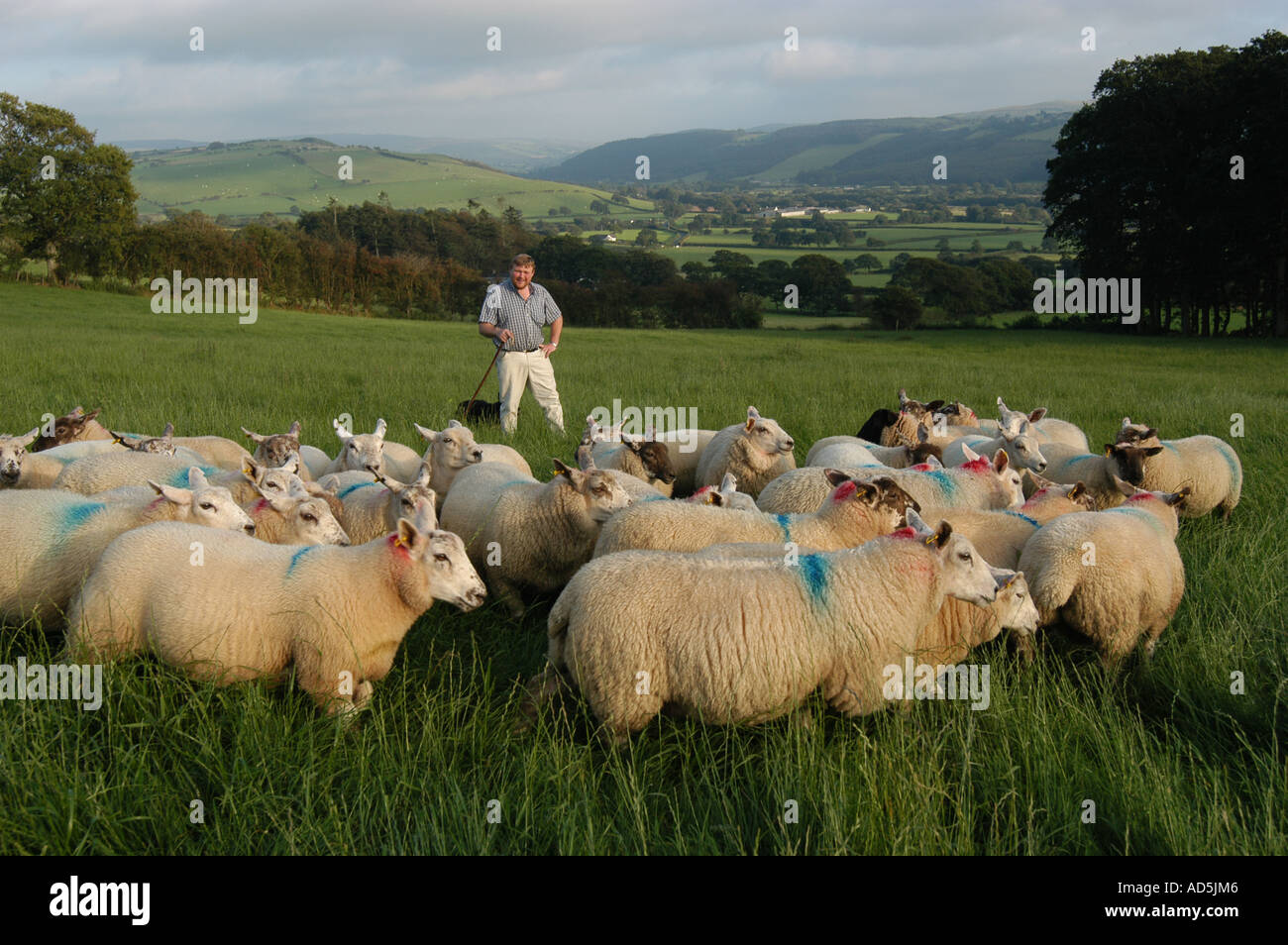 Rob Rattray Landwirt und Metzger mit Schafherde in einem Feld in das Ystwyth-Tal in der Nähe von Aberystwyth Ceredigion West Wales UK Stockfoto
