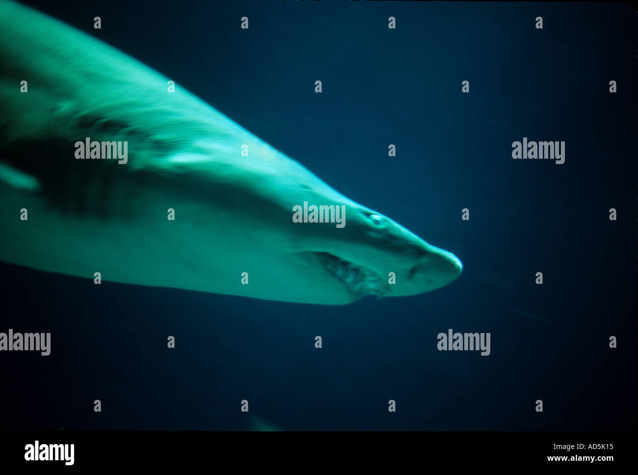 Ein Hai Tauchen in tiefen Gewässern Stockfoto