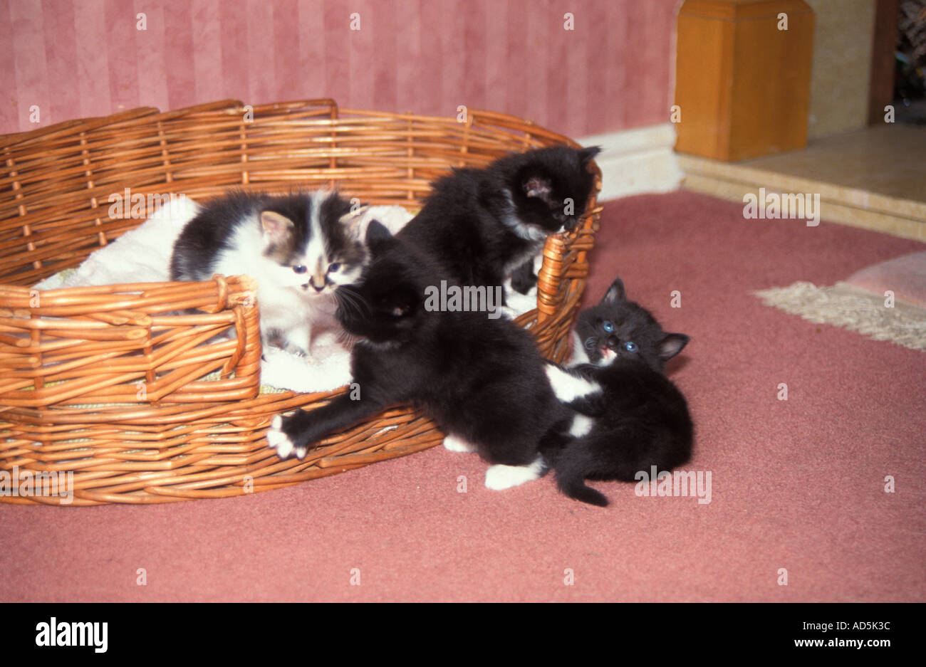 Vier Kätzchen spielen in Korb Wiltshire Stockfoto