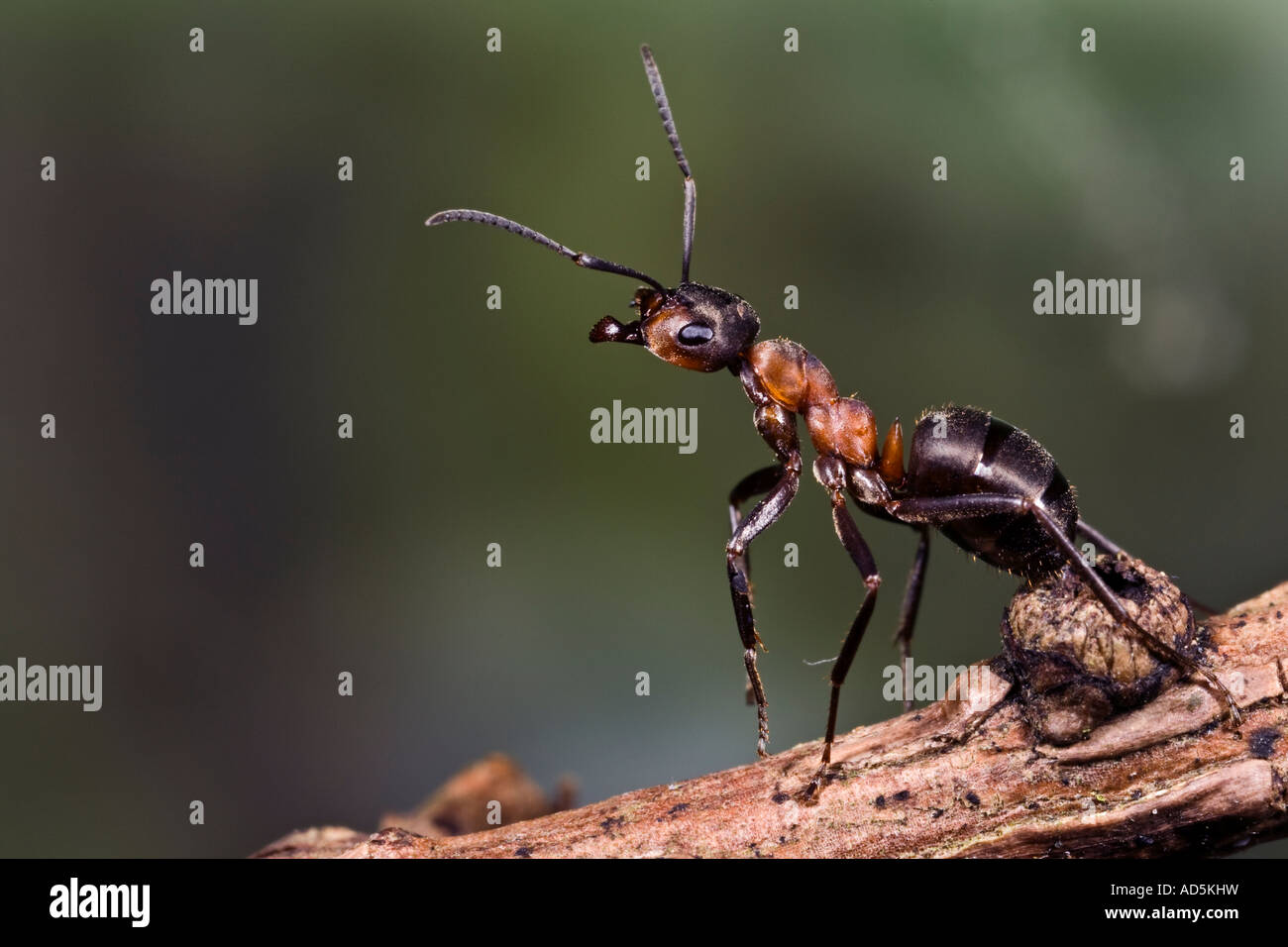 Holz Ameise Formica Rufa Aufbäumen auf Lärche Zweig Maulden Holz Bedfordshire Stockfoto