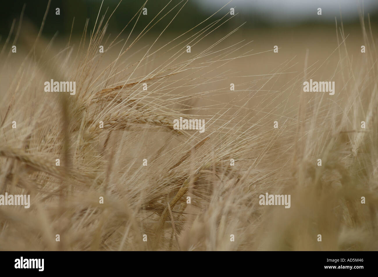 horizontale Details der kommerziellen europäischen Gerste Nutzpflanze im heißen Sommer mit Hedge-Strich in der weit Landschaft Stockfoto