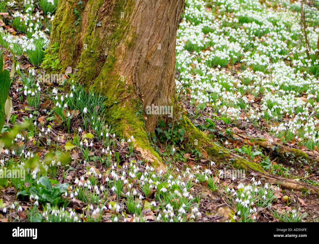 Schneeglöckchen Baum weiße Blume, Wald, Natur, Frühling, Stockfoto