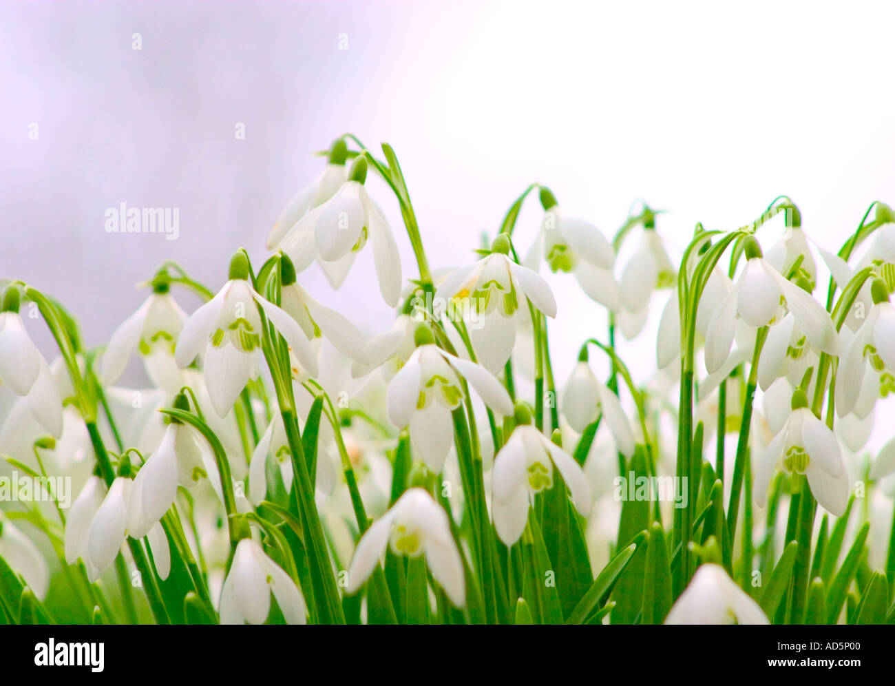 Schneeglöckchen, Galanthus Nivalis weiße Blumen, Frühling scharfe grün gefärbten Stiele Stockfoto