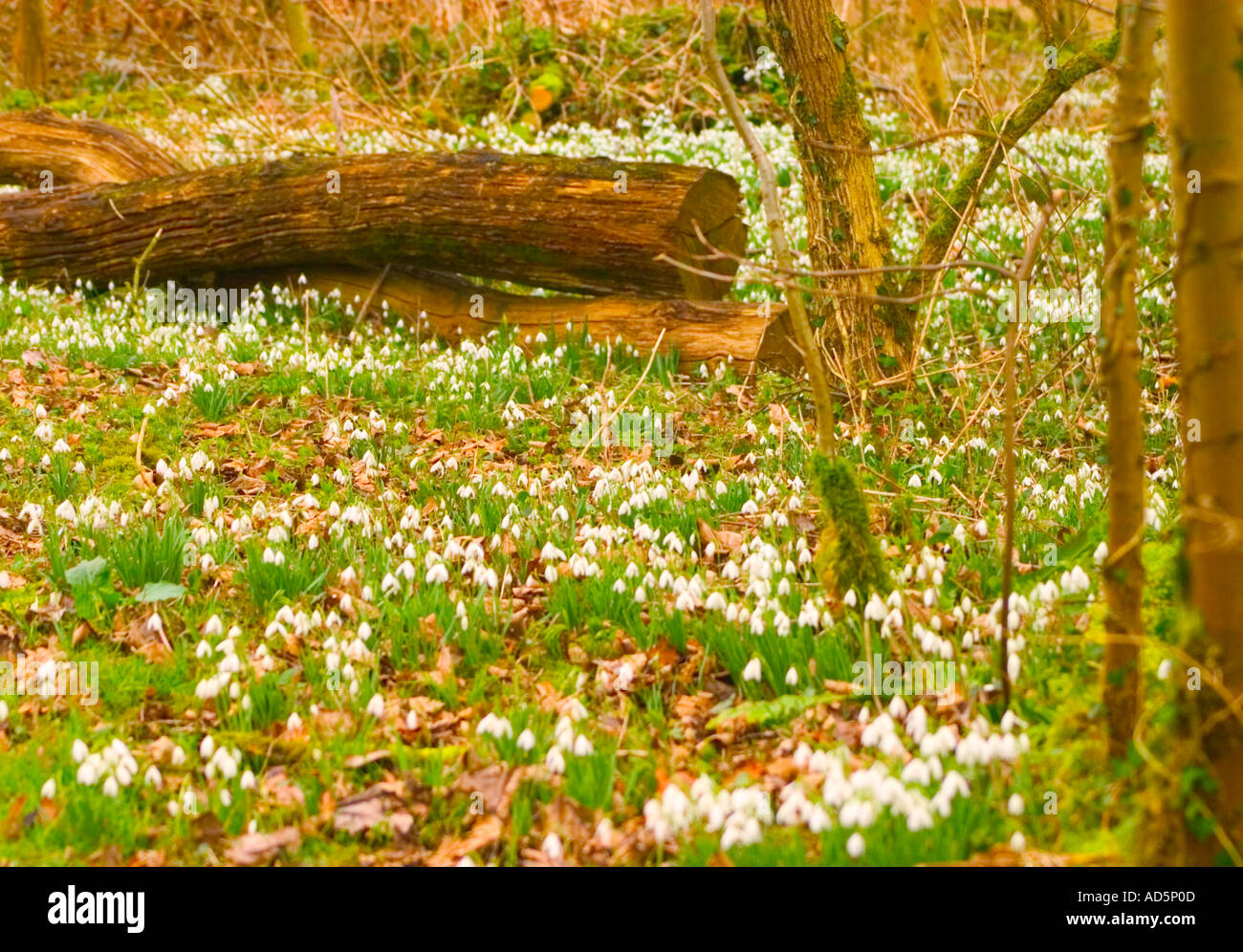 Schneeglöckchen weiße Blume Bäume Wiese Kalender Katalog Karte Stockfoto
