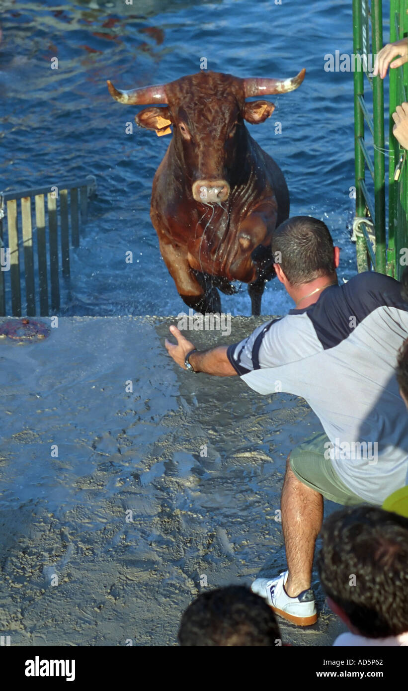 Ein Stier aus dem Meer während einer Stiere Fiesta im Juli in Moraira Spanien gelockt werden Stockfoto