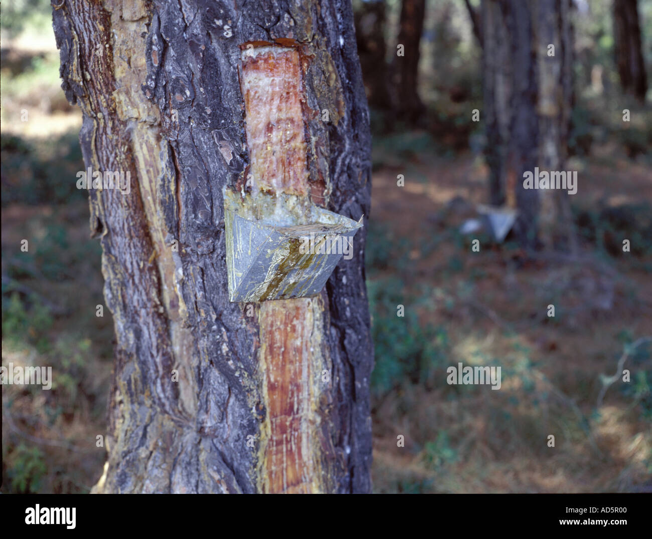 Durch Tippen auf Baumharz aus einer Tanne, hausgemachte Retsina auf der Insel Skopelos Griechenland zu machen Stockfoto