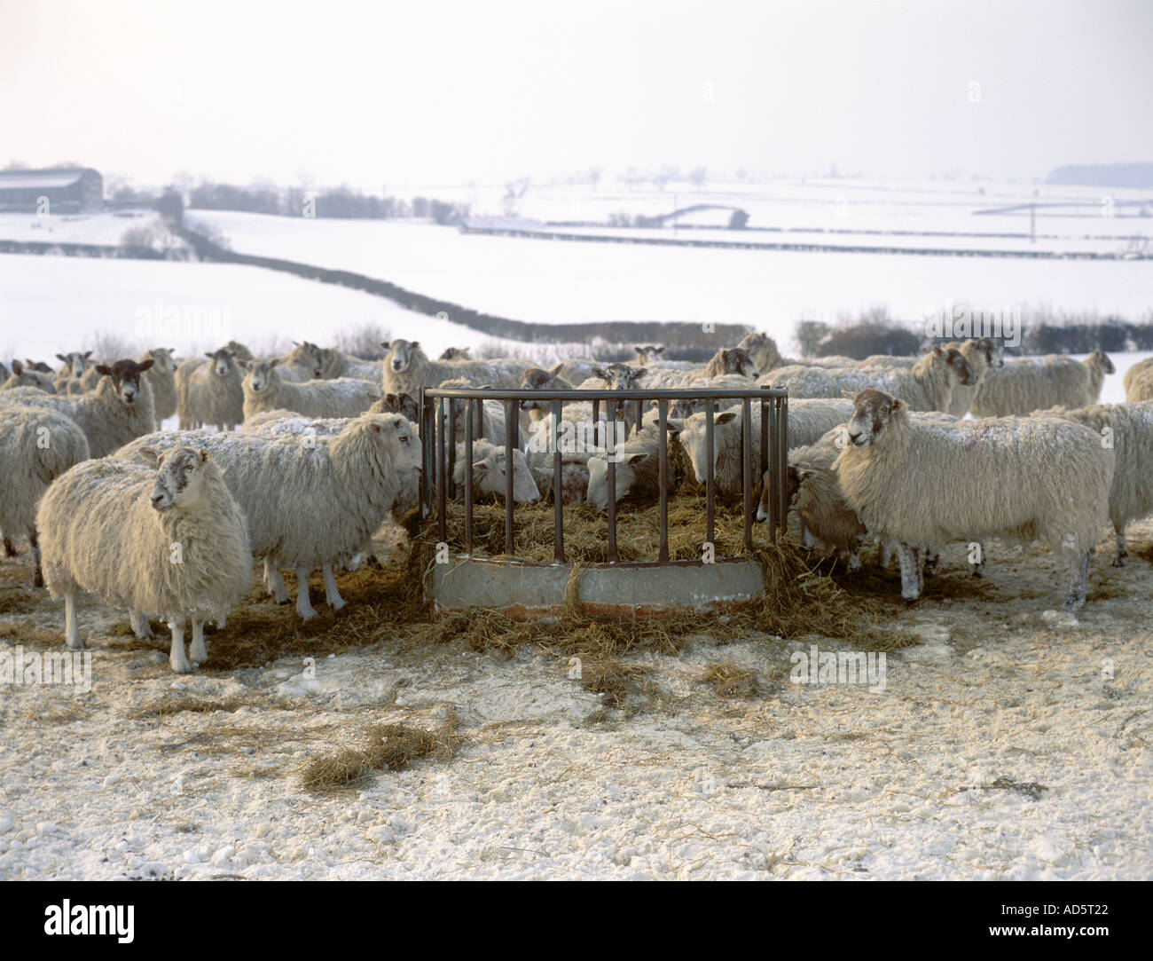 Schafe im Winter gefüttert Wetter England UK Stockfoto