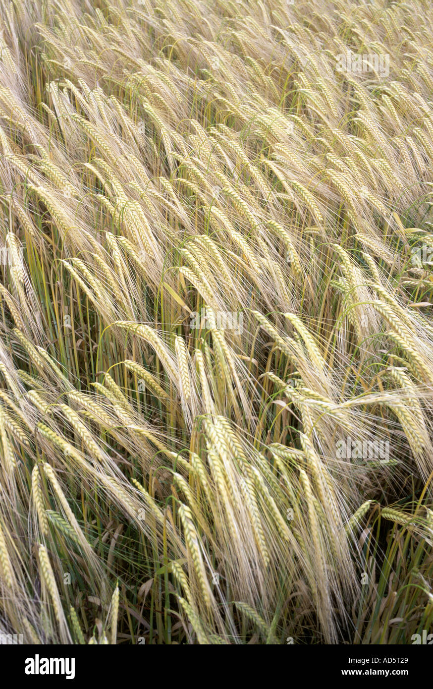 Weizen Feld reif für GM Ernte bereit Stockfoto