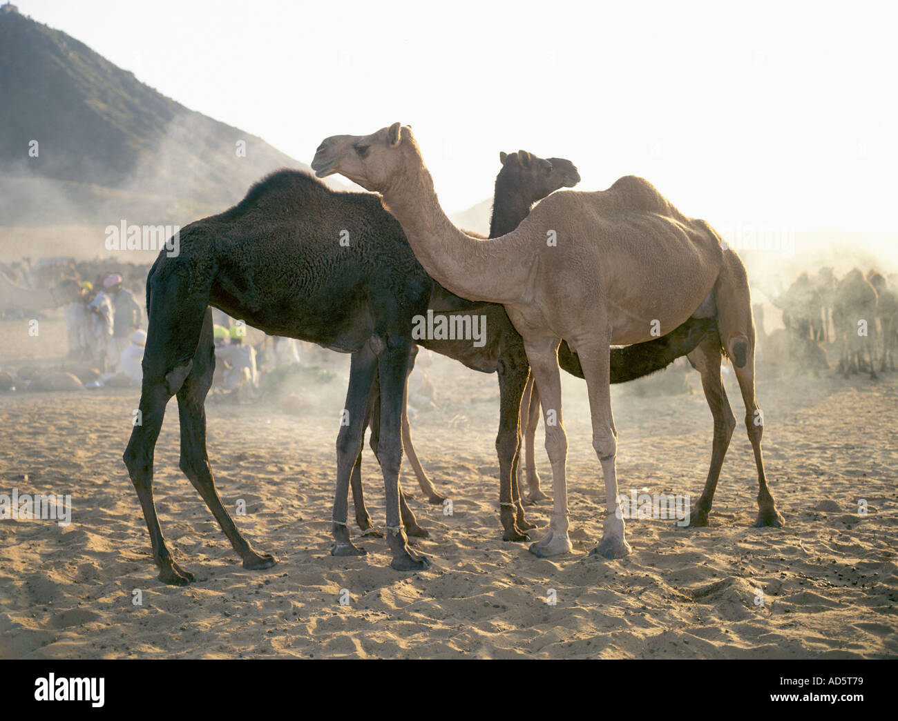Zwei Kamele in Pushkar Camel Fair Ajmer Rajasthan Indien Stockfoto