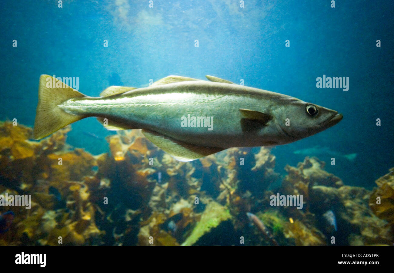 Ein Seelachs Fisch POLLACHIUS VIRENS Schwimmen im Wasser. Auch bekannt als Pollock, Pollack, Boston Blues, Köhler und Cole. Stockfoto