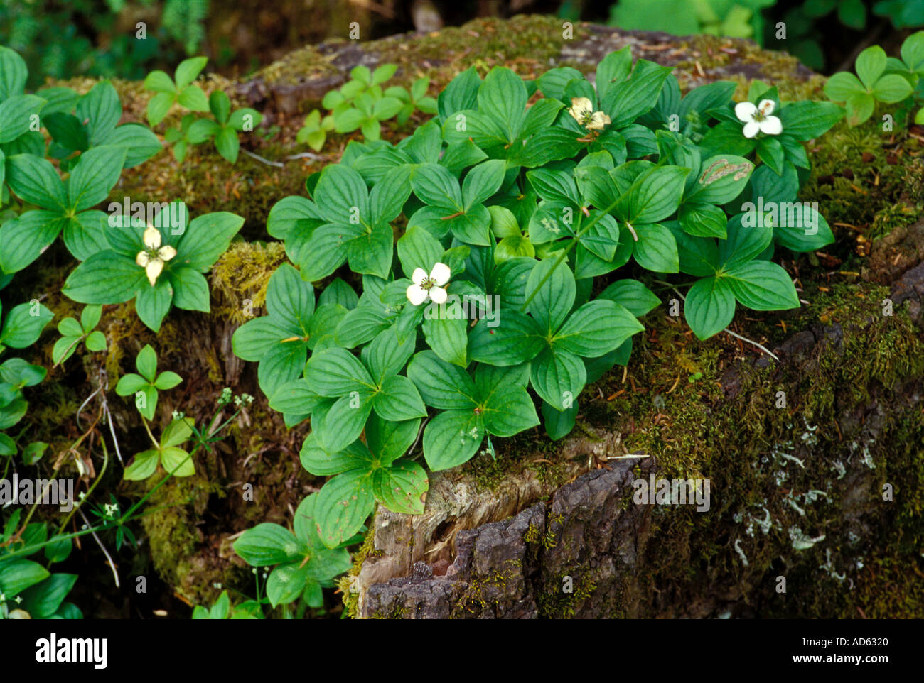 Zwerg-Hartriegel wächst auf einem faulenden Baumstumpf. Stockfoto