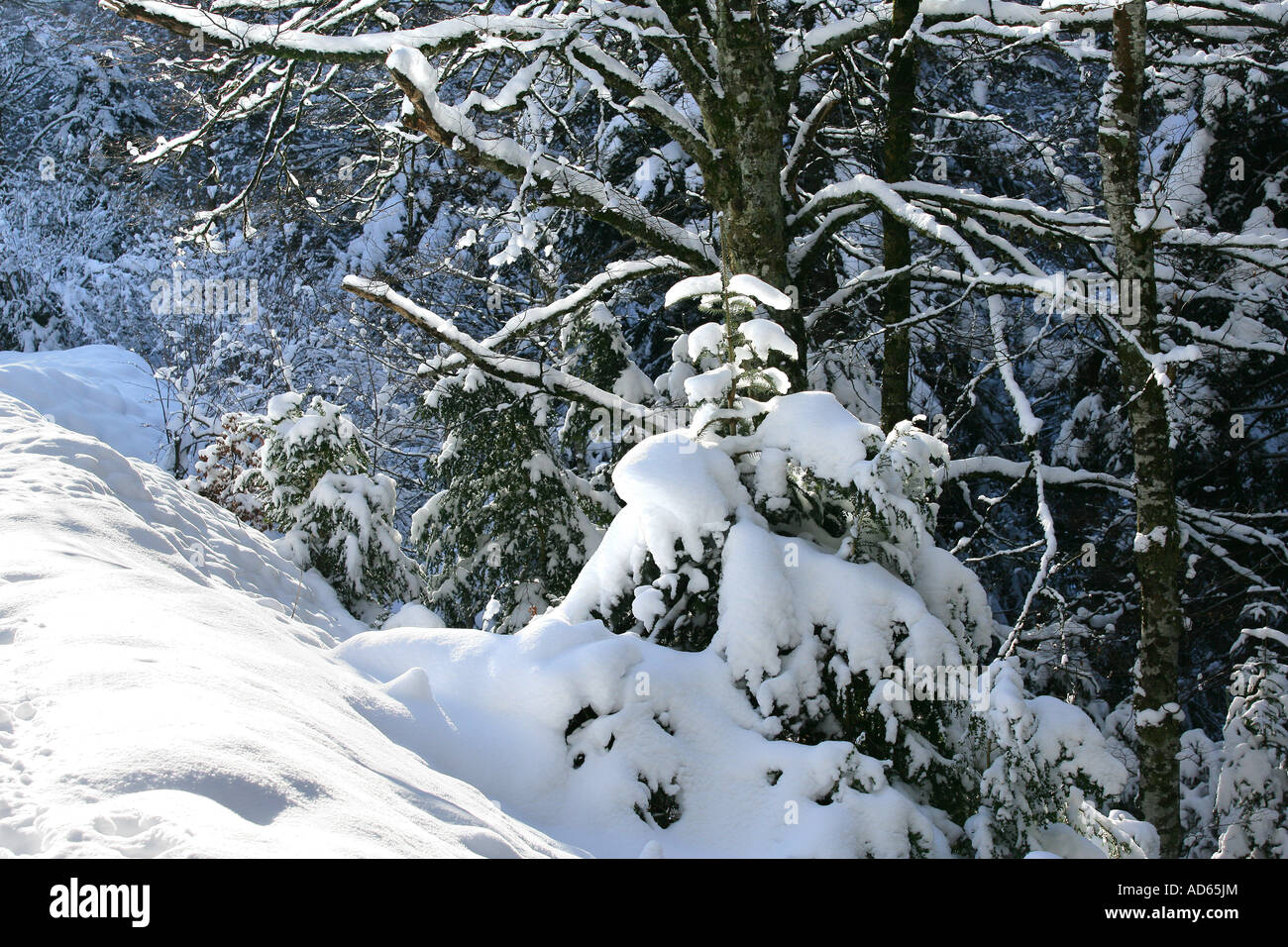weiße Bäume des Schnees Stockfoto