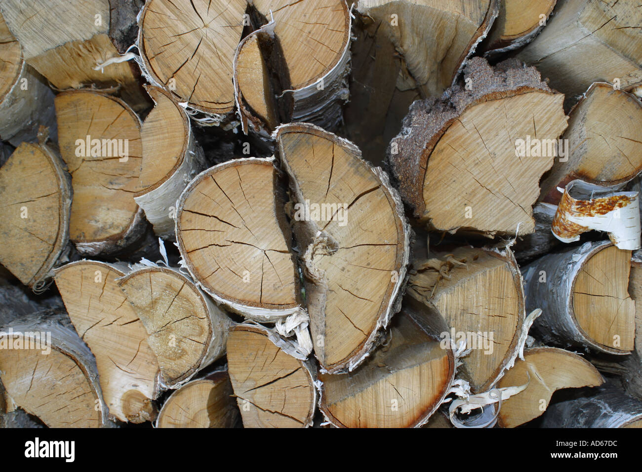 Silver Birch Protokolle schneiden und gespeichert als Brennholz bereit Stockfoto
