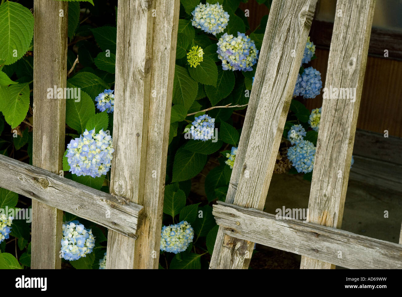 Blaue Hortensien wachsen durch eine alte Holztor, das einen Spalt offen steht. Stockfoto