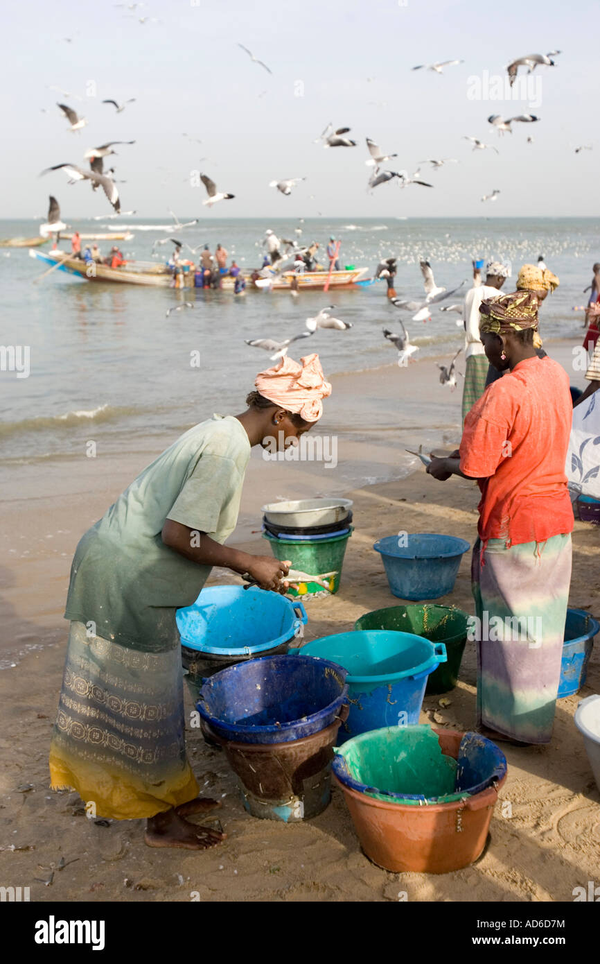 Frauen sauberen Fisch als offene Angelboote/Fischerboote kommen mit Fang Tanji Strand Gambia Stockfoto