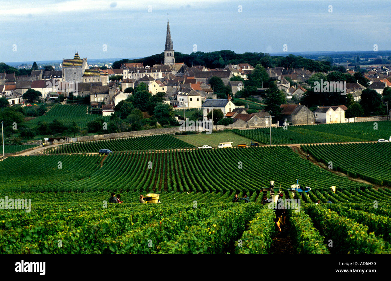 Beaujolais ist eine wichtige Weinregion Ostfrankreichs, berühmt für seine lebendigen, fruchtigen Rotweine aus Gamay. Stockfoto