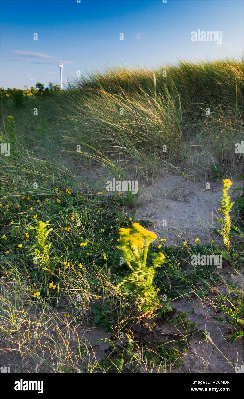 Horizontale Foto von Gräsern an Crosby Strand, mit einer Windmühle in der Ferne Stockfoto