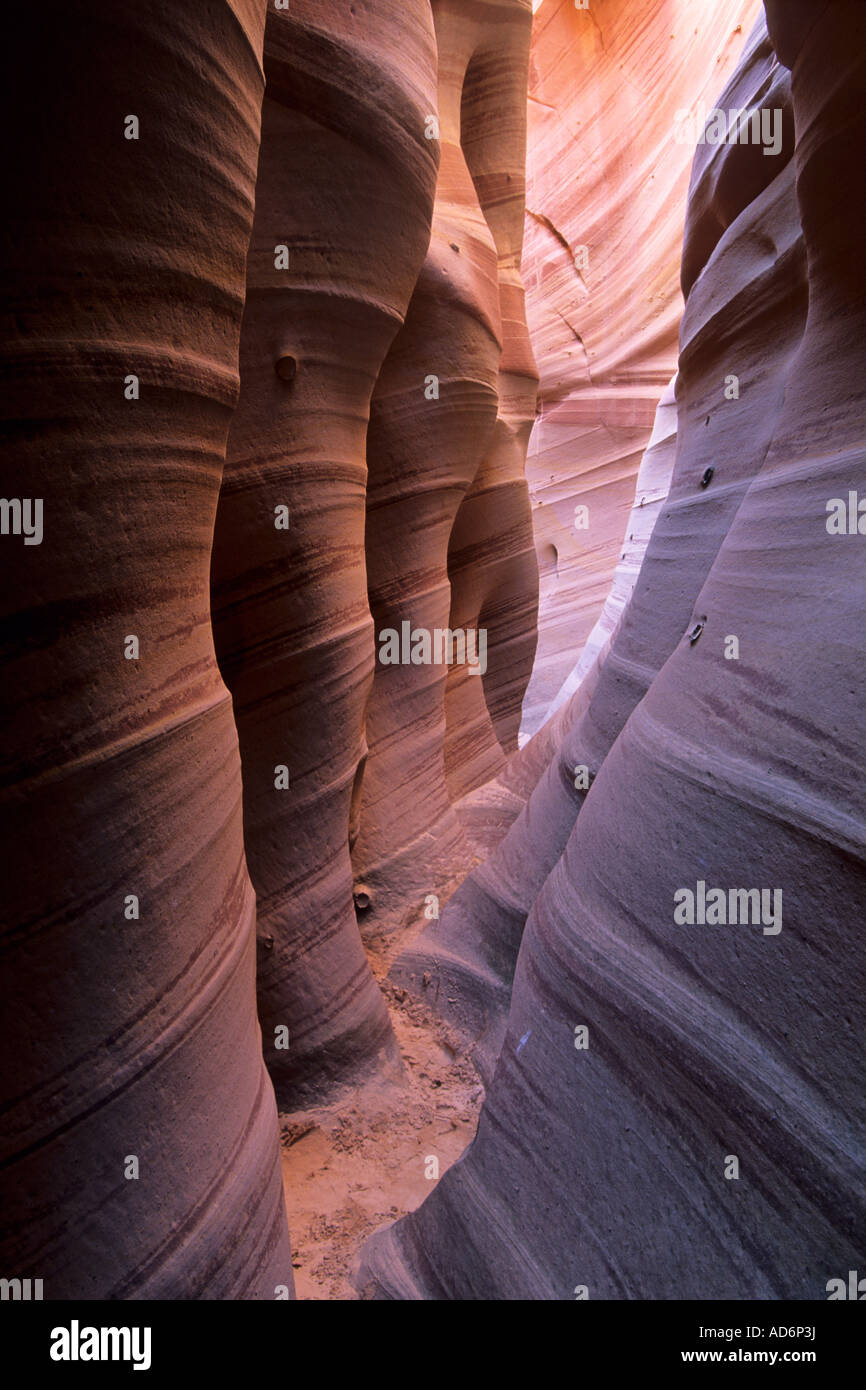 Zebra Slot Canyon Hole In The Rock Road Region Grand Treppe Escalante N M UTAH Stockfoto