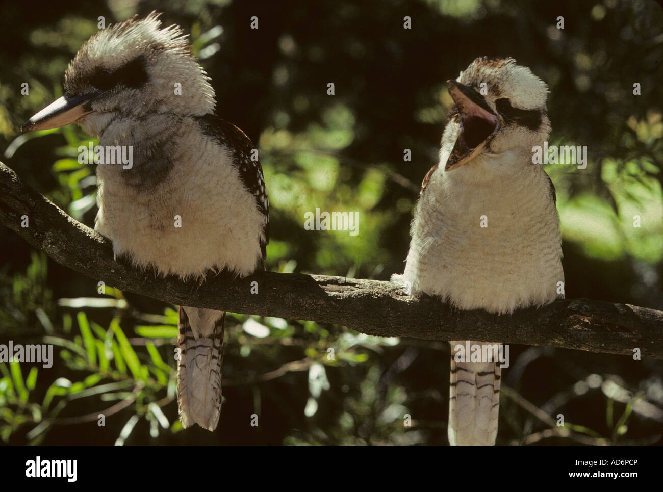 Laughing Kookaburras Dacelo Gigas thront ein Australien der Welt s größte Eisvögel Stockfoto