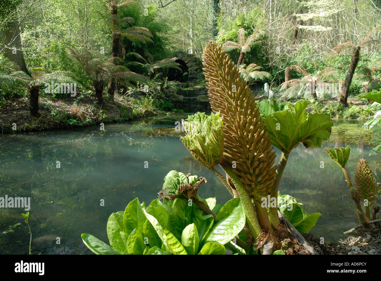 Gunnera wachsen neben einem Teich im Garten an Groombridge Place, Kent. Stockfoto