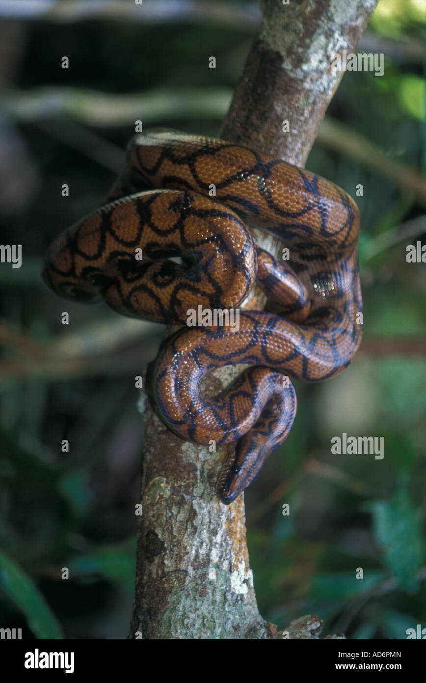 Peruanische Regenbogen-Boa Epicrates Cenchria Gaigei tropischer Regenwald Amazonas Peru Stockfoto