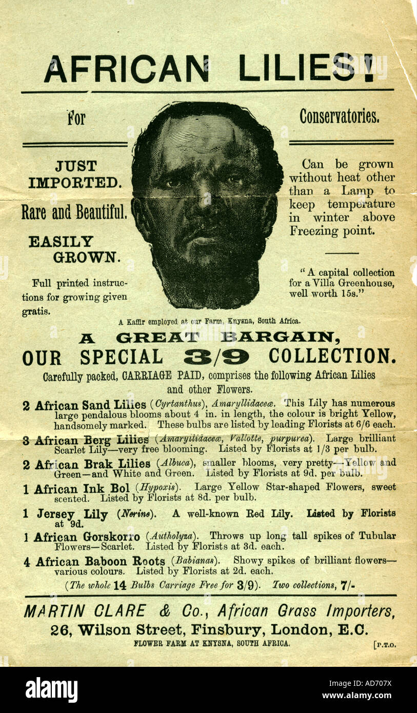 Afrikanischen Lilien Werbeblatt um 1900 Stockfoto