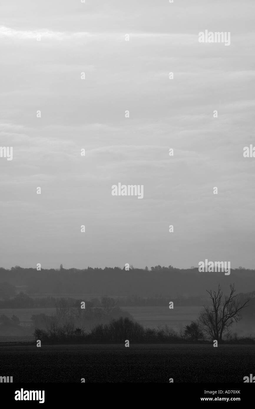 Bäume in der Landschaft Stockfoto