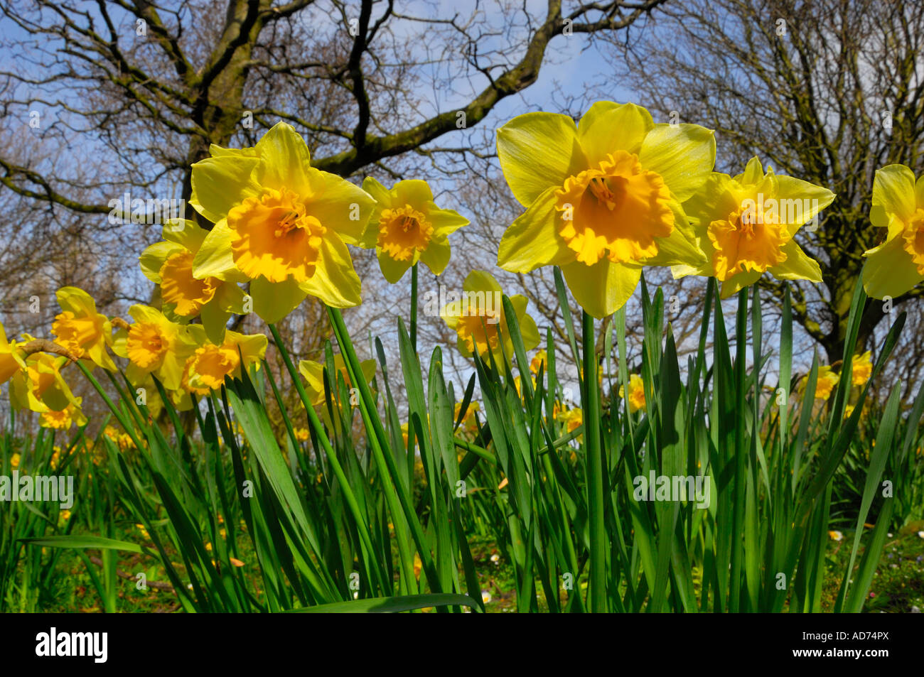 gelbe Narzissen Frühling Zeit Poulton le Fylde Lancashire England uk Stockfoto