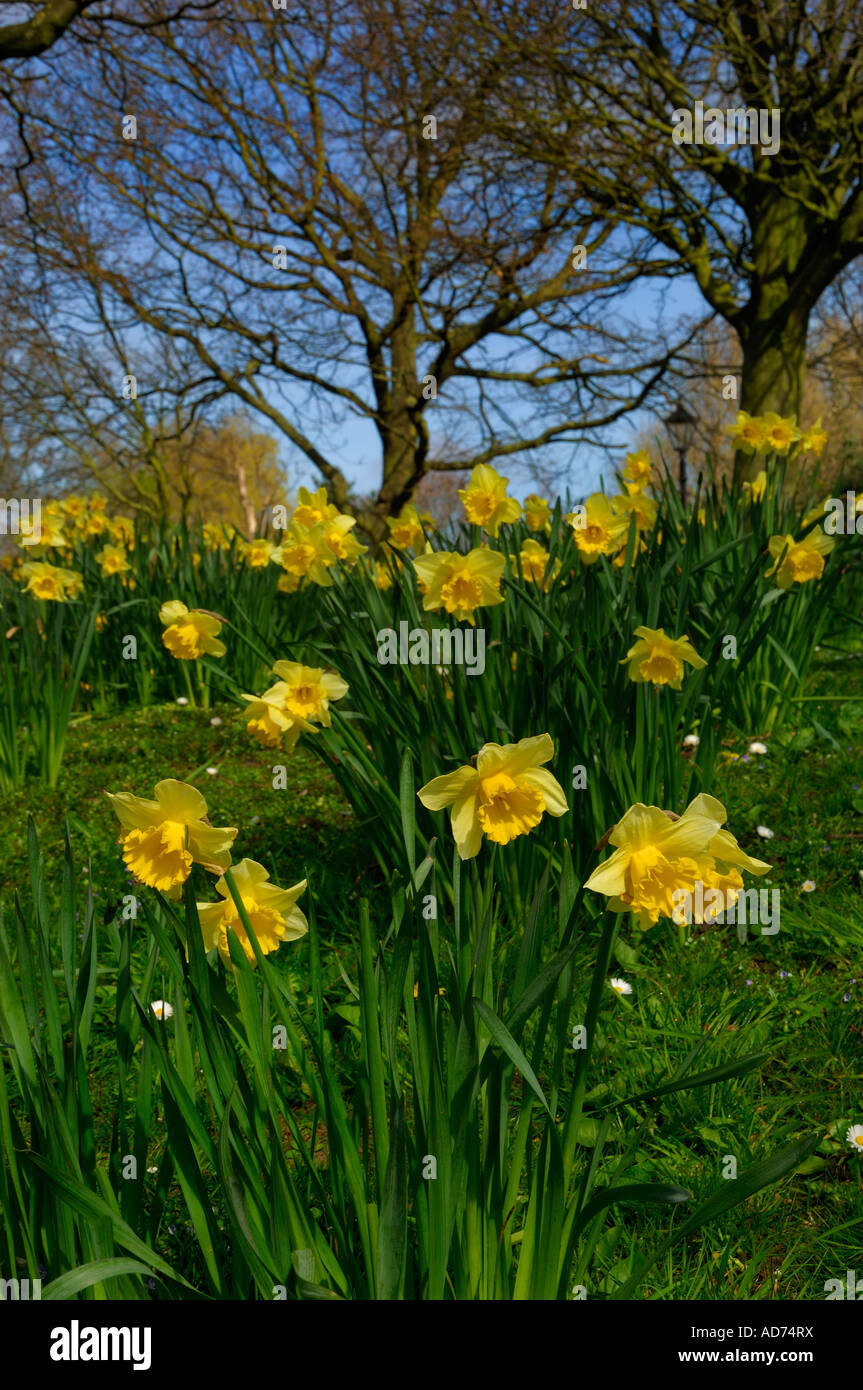 gelbe Narzissen Frühling Zeit Poulton le Fylde Lancashire England uk Stockfoto